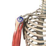 Long Head Biceps Tendon Rupture